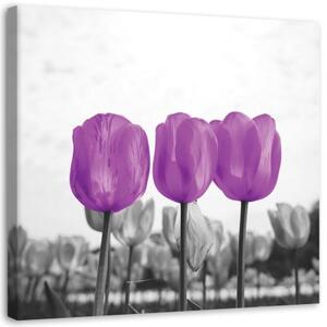 Obraz na plátně Tulipány Louka Příroda Květina Fialová - 30x30 cm