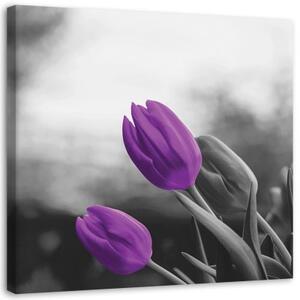 Obraz na plátně Květiny Fialové tulipány - 40x40 cm