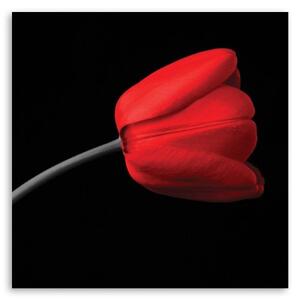 Obraz na plátně Červený tulipán Černé pozadí - 40x40 cm