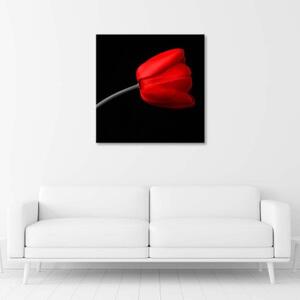 Obraz na plátně Červený tulipán Černé pozadí - 30x30 cm