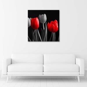 Obraz na plátně Květina Tulipány Červená šedá - 30x30 cm