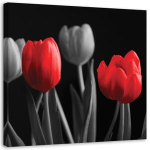 Obraz na plátně Květiny Tulipány Červená Šedá - 40x40 cm