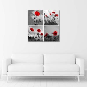 Obraz na plátně Sada Pole červených máků - 30x30 cm