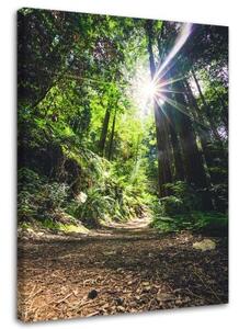 Obraz na plátně Džungle Les Příroda Zelená - 40x60 cm