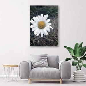 Obraz na plátně Heřmánkový květ Příroda - 40x60 cm