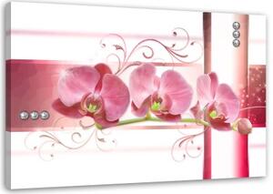 Obraz na plátně Růžový květ orchideje - 60x40 cm