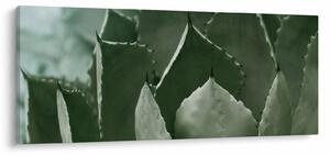 Obraz - Zelená agáve (120x50 cm)
