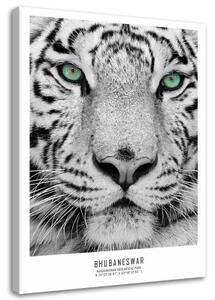 Obraz na plátně Afrika Tygr Zvířata - 40x60 cm