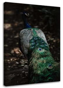 Obraz na plátně Příroda ptáka páva - 40x60 cm