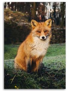 Obraz na plátně Liška Lesní příroda Zvířata - 40x60 cm