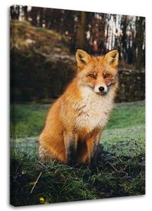Obraz na plátně Liška Lesní příroda Zvířata - 40x60 cm