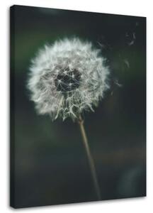 Obraz na plátně Dmychadlo Plant Flower - 40x60 cm