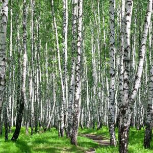 Ozdobný paraván Příroda březového lesa - 145x170 cm, štvordielny, klasický paraván