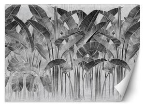 Fototapeta, Banánové listy černá a bílá - 300x210 cm