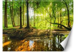 Fototapeta, Potok v lese při východu slunce Příroda - 100x70 cm