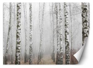 Fototapeta, Březový les v mlze - 100x70 cm