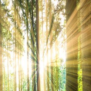 Ozdobný paraván Zelený les - 180x170 cm, päťdielny, klasický paraván