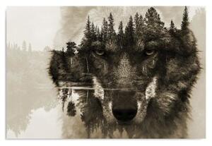 Obraz na plátně, Vlk Lesní zvířata Příroda - 60x40 cm