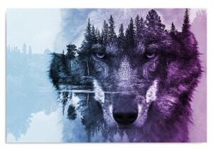 Obraz na plátně, Lesní vlk Zvířata Příroda - 60x40 cm