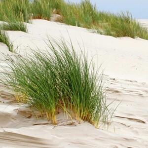 Ozdobný paraván Plážové duny Tráva - 180x170 cm, päťdielny, klasický paraván