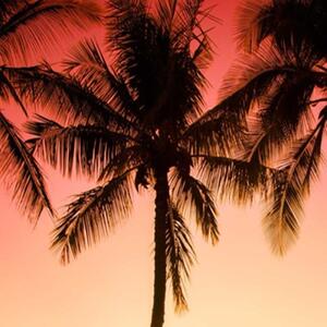 Ozdobný paraván Palm trees Beach Sun - 145x170 cm, štvordielny, klasický paraván