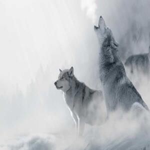 Ozdobný paraván vlci zvířata lesní mlha - 180x170 cm, päťdielny, klasický paraván