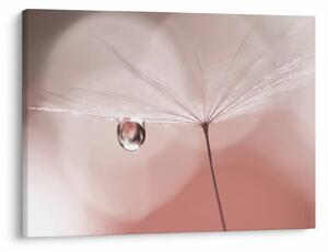 Obraz - Kvapka rosy (70x50 cm)
