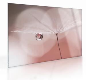 Sklenený obraz - Kvapka rosy (70x50 cm)
