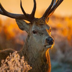 Ozdobný paraván Západ slunce jelenů - 110x170 cm, trojdielny, klasický paraván