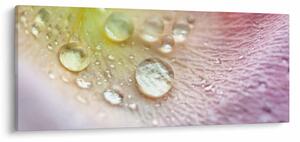 Obraz - Kvapky rosy (120x50 cm)