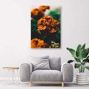 Obraz na plátně Oranžové květy - 40x60 cm