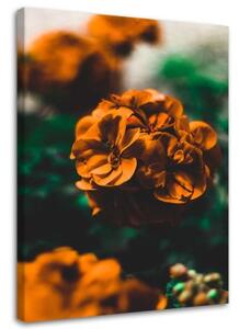 Obraz na plátně Rostlina s pomerančovým květem - 40x60 cm