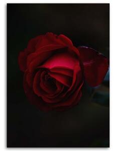 Obraz na plátně Růže Červená květina Příroda - 40x60 cm