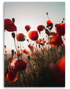 Obraz na plátně Červený mák v polních květech - 40x60 cm