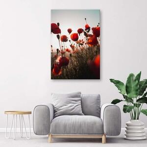 Obraz na plátně Červený mák v polních květech - 40x60 cm