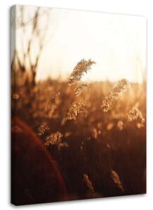 Obraz na plátně Meadow Sun Nature Beige - 40x60 cm