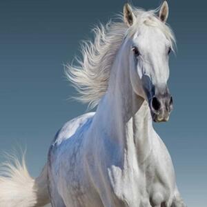 Ozdobný paraván Bílý cválající kůň - 145x170 cm, štvordielny, klasický paraván