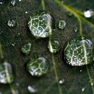 Ozdobný paraván Zelené listy kapky vody - 110x170 cm, trojdielny, klasický paraván