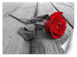 Fototapeta, Červené květy růží Retro - 100x70 cm