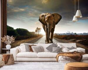 Fototapeta, Slon na cestě Zvířata Afrika - 350x245 cm