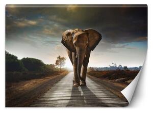 Fototapeta, Slon na cestě Zvířata Afrika - 400x280 cm