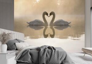 Fototapeta, Zamilované labutě - 100x70 cm