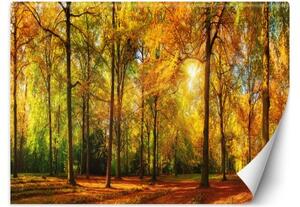 Fototapeta, Podzimní lesní příroda - 450x315 cm