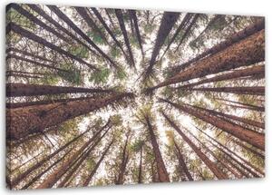 Obraz na plátně Zelený borový les - 100x70 cm