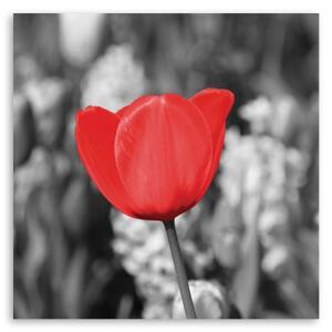 Obraz na plátně, Moderní červený květ tulipánu na louce - 30x30 cm