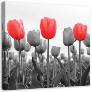 Obraz na plátně, Červený tulipán na louce - 30x30 cm