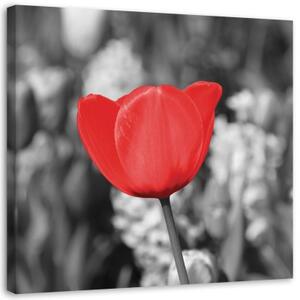 Obraz na plátně, Moderní červený květ tulipánu na louce - 40x40 cm