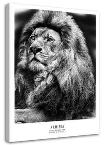 Obraz na plátně Afrika Lvi Zvířata - 40x60 cm