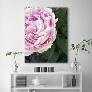 Obraz na plátně, Pivoňka Květina Rostlina - 40x60 cm