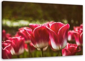 Obraz na plátně, Květ červeného tulipánu - 90x60 cm